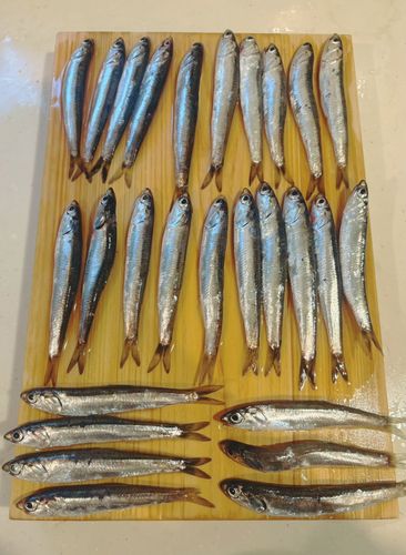 カタクチイワシ