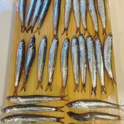 カタクチイワシ