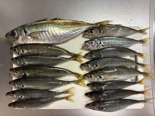 アジの釣果