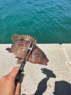 キジハタの釣果