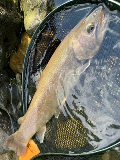 ニッコウイワナの釣果