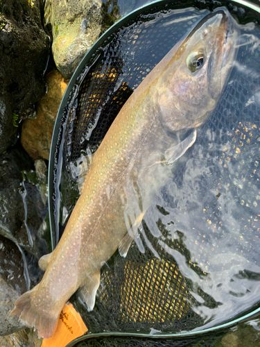 ニッコウイワナの釣果