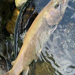 ニッコウイワナ