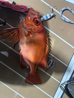 チカメキントキの釣果