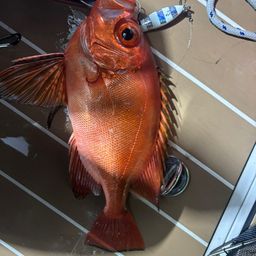 チカメキントキ