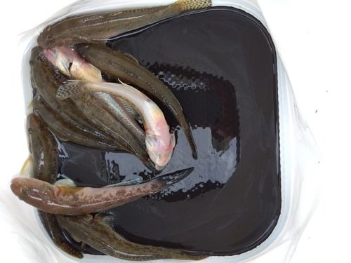 ハゼの釣果