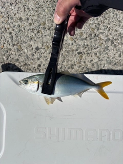 モジャコの釣果