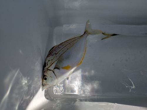 ヒイラギの釣果