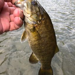 スモールマウスバス