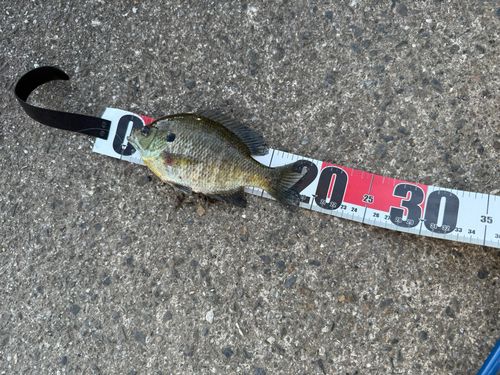 ブルーギルの釣果