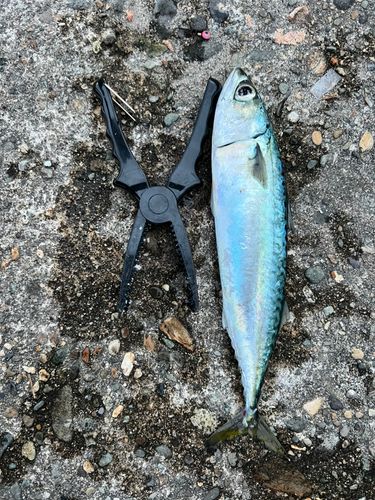 サバの釣果