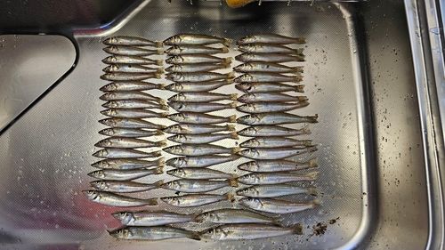 シロギスの釣果