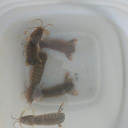 シャコ