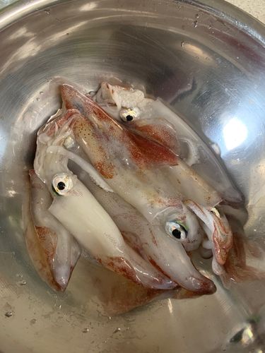 ケンサキイカの釣果