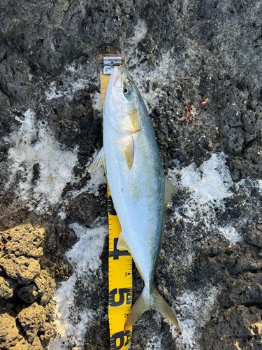 ヤズの釣果