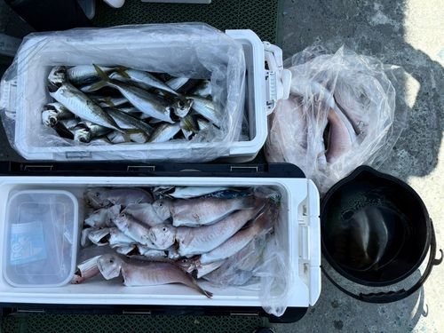 シロアマダイの釣果