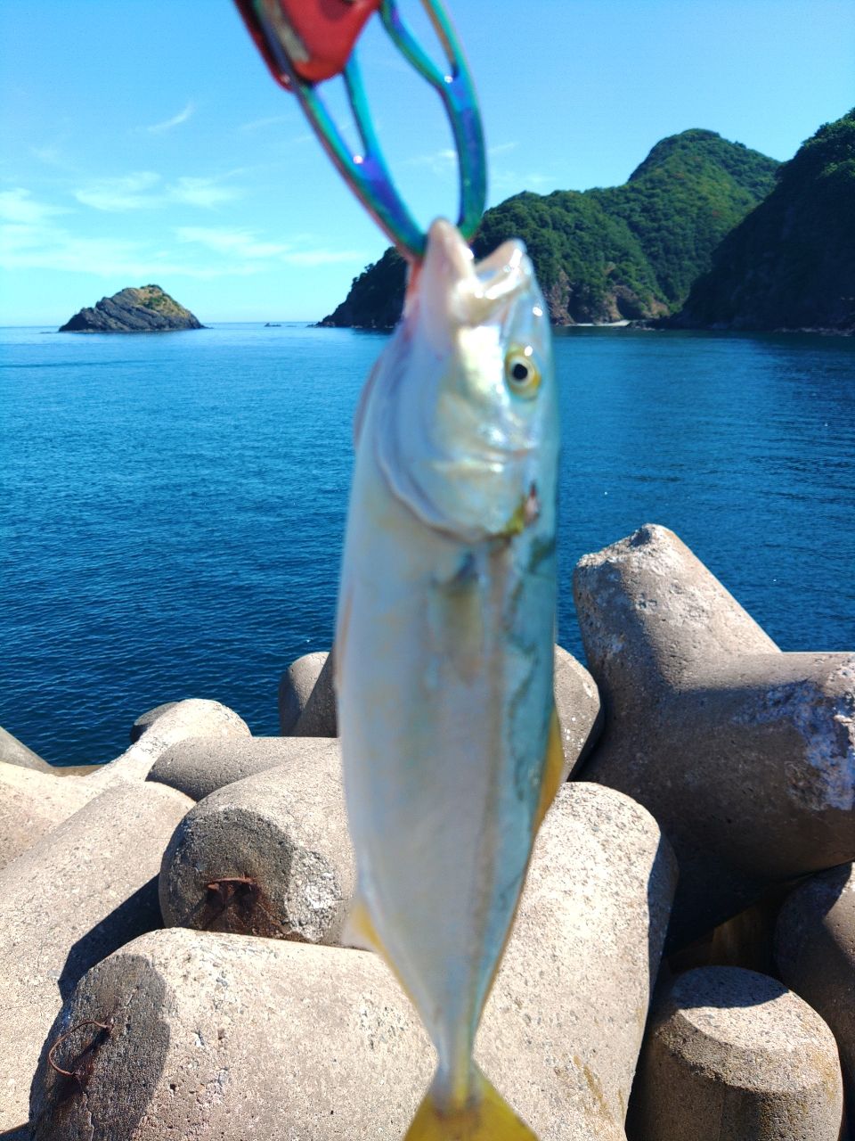 モジャコ