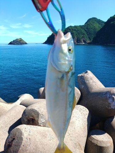 諸寄港
