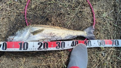 フッコ（マルスズキ）の釣果