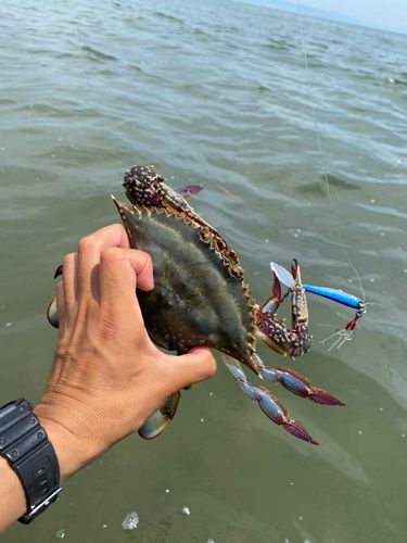 ワタリガニの釣果