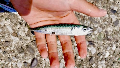 マサバの釣果