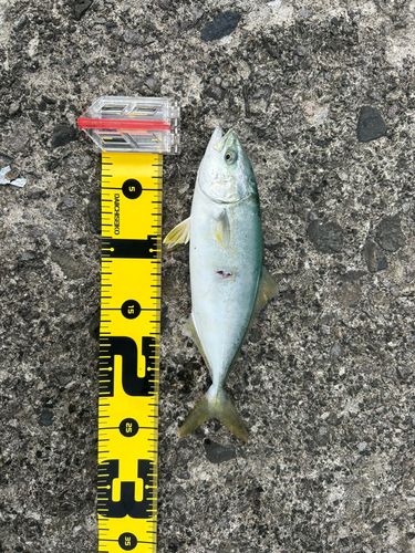 フクラギの釣果