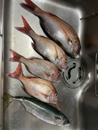 マダイの釣果
