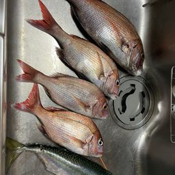 マダイ