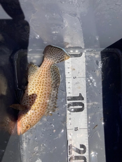 オオモンハタの釣果