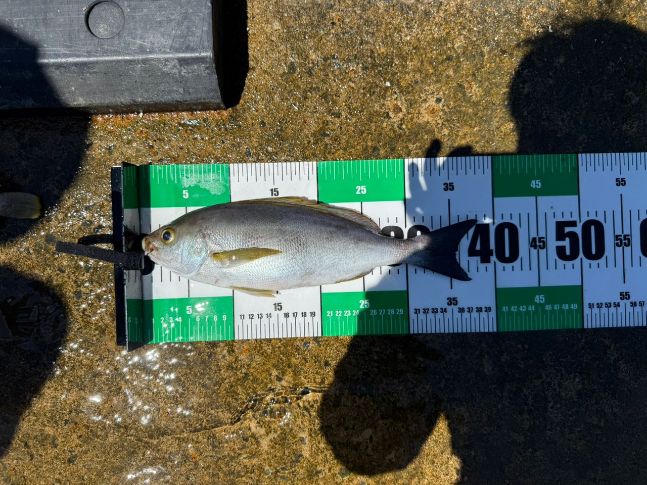 SHIMANO 20ゲーム タイプ J S62-4の最安値・インプレ・釣果 | 本音の