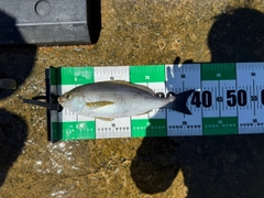 イサキの釣果