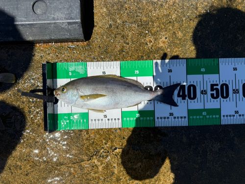イサキの釣果