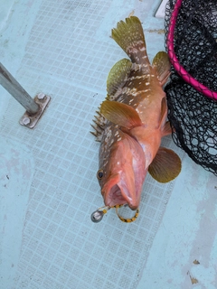 アコウの釣果