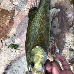 スモールマウスバス