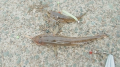 釣果