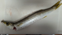 アカカマスの釣果