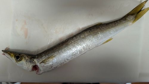 アカカマスの釣果