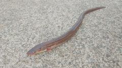 アナゴの釣果