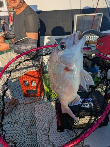 チャリコの釣果