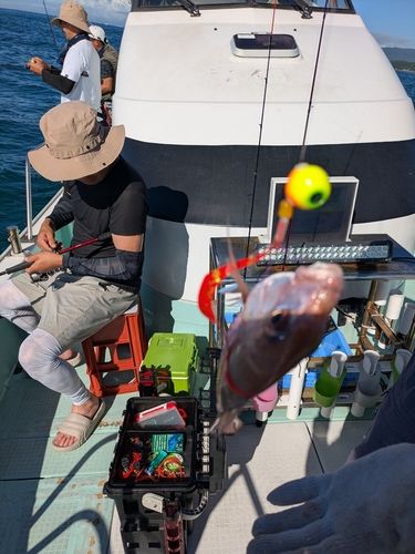 チャリコの釣果