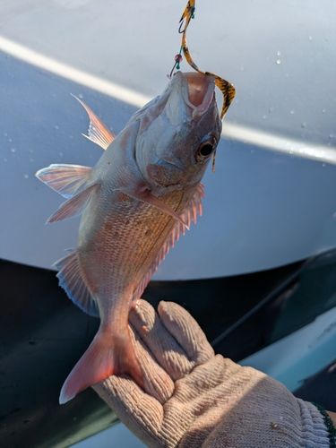 チャリコの釣果