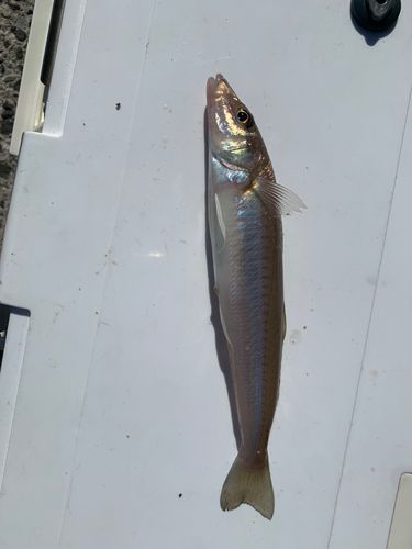 シロギスの釣果