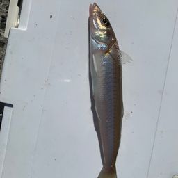 シロギス