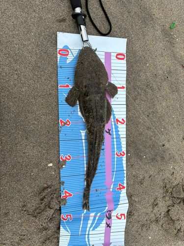 マゴチの釣果