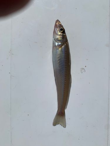 シロギスの釣果