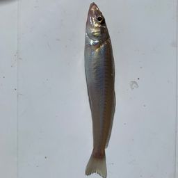 シロギス