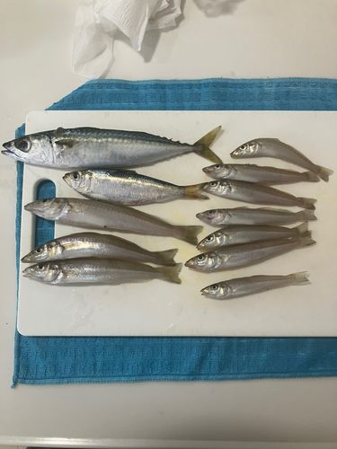 キスの釣果