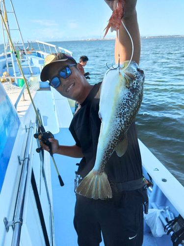 ショウサイフグの釣果