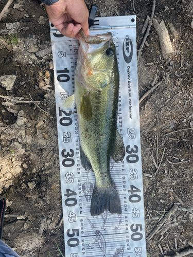 ラージマウスバスの釣果