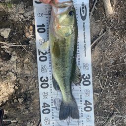 ラージマウスバス